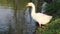 White goose with orange mouth drink water in the pond, it is a large waterbird with a long neck.