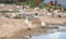 White goose by paddle. Bird farm backyard scene. Flock of white goose resting outdoor.