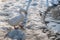 white goose by pond in winter. White feathered domestic geese walking in a pond in winter. white goose on lake beach