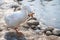 white goose by pond in winter. White feathered domestic geese walking in a pond in winter. white goose on lake beach