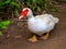 White goose portrait. Cute fat goose looking into photo camera.