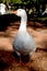 White Goose portrait posing