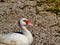 White Goose profile near the lake