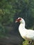 A white goose with a red hump, the background blurred