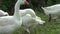 White Goose run free outside portrait.group geese in summer