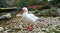 White goose on shore of lake Kournas