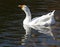 White Goose Smiles in the Water