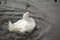 White goose splashing in the water