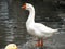 white goose standing