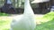 White goose standing on green grass.Close up domestic goose grazing on green meadow at sunny day. Breeding water birds