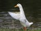 White goose standing on the shore of the pond to spread its wings