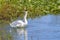 White Goose, Swan Making An Angry Hissing Sound