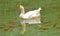 White goose swimming