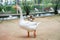 A white goose walking on the ground