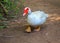 White goose walking on rustic path. Cute fat goose looking into photo camera