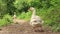 A white goose walks along a rural road in a village looking for food