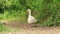 A white goose walks along a rural road in a village looking for food
