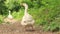 A white goose walks along a rural road in a village looking for food