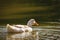 White goose wildlife animal bird swimming in a lake nature freedom  awe inspiring view