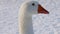 White goose on winter background