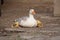 White goose with yellow cubs in the yard.Domestic animal.Outdoor