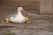 White goose with yellow cubs in the yard.Domestic animal.Outdoor