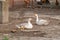 White goose with yellow cubs in the yard.Domestic animal.Outdoor