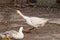 White goose with yellow cubs in the yard.Domestic animal.Outdoor