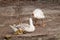 White goose with yellow cubs in the yard.Domestic animal.Outdoor
