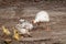 White goose with yellow cubs in the yard.Domestic animal.Outdoor