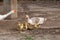 White goose with yellow cubs in the yard.Domestic animal.Outdoor