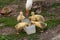 White goose with yellow cubs in the yard.Domestic animal.Outdoor