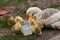 White goose with yellow cubs in the yard.Domestic animal.Outdoor