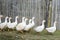 White gooses