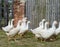 White gooses