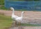 White gooses in farm