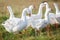 White gooses grazing on the meadow at noon