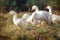 White gooses grazing on the meadow at noon