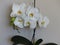 White gorgeous bloom of Phalaenopsis, â€œmoth orchidsâ€. Beautiful exotic flowers indoor plants.