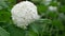 White gorgeous flower hats. Hydrangea arborescens in a street flower bed blossom