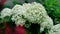 White gorgeous flower hats. Hydrangea arborescens in a street flower bed blossom