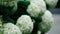 White gorgeous flower hats. Hydrangea arborescens in a street flower bed blossom