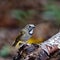 White-gorgeted Flycatcher