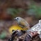 White-gorgeted Flycatcher