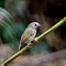 White-gorgeted Flycatcher