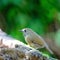 White-gorgeted Flycatcher