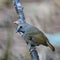 White-gorgeted Flycatcher