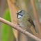 White-gorgeted Flycatcher bird