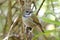 White-gorgeted Flycatcher Ficedula monileger Cute Birds of Thailand