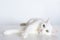 White Graceful cat with yellow eyes and outstretched paws lies on white background. Adorable domestic Outbred Pet